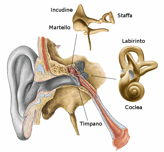 Слуховые косточки хрящи. Среднее ухо. Мышцы среднего уха.