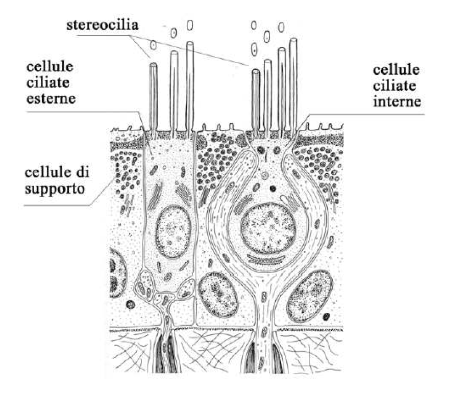 Cellule Ciliate