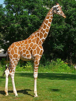 Giraffa_lo