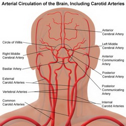 arterie_cerebrali_lo