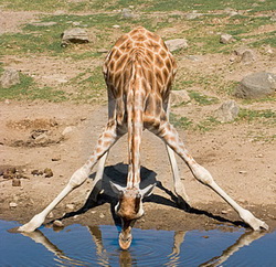 giraffa-bevente-lo